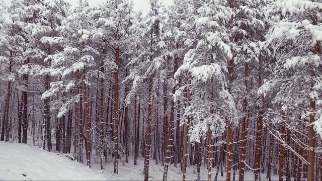 冬季森林鸟瞰图。树枝上白雪皑皑，冬天的风景，森林里，树木覆盖着霜雪。航拍，冬季的山林。视频素材