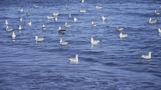 海鸥在海浪上休息视频下载