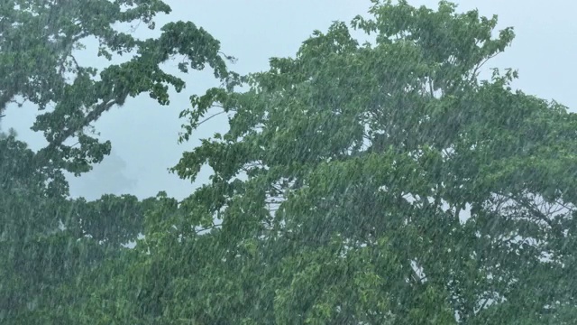 倾盆大雨落在树上。加拉加斯,委内瑞拉视频素材