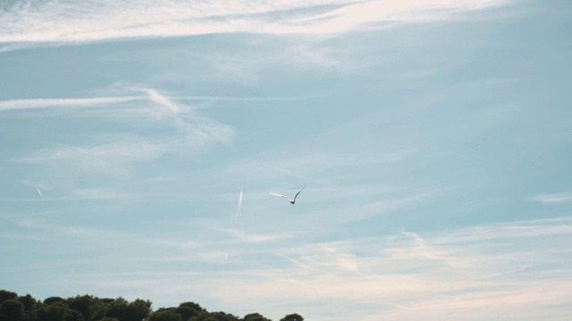 天空中的海鸥。缓慢的运动。视频下载