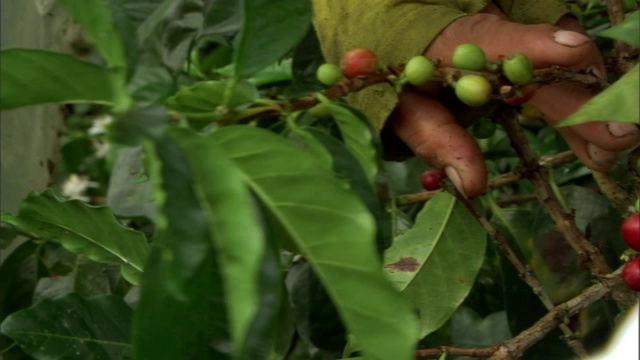 一个种植园工人采摘咖啡豆。视频素材