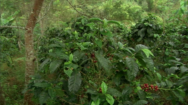 一个种植园工人采摘咖啡豆。视频素材