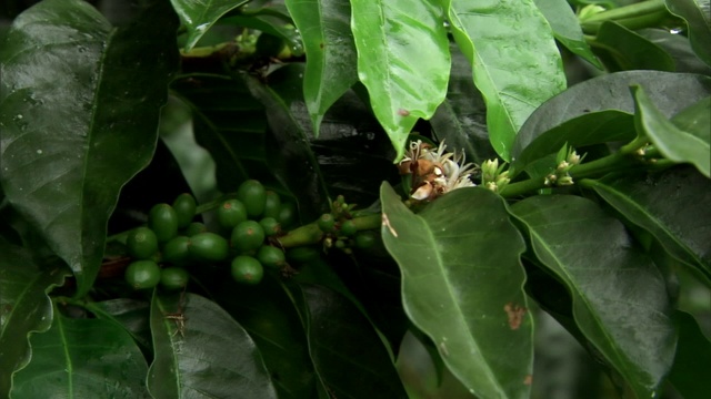 梨子在咖啡种植园里成熟。视频素材