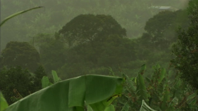 雨水落在茂密的森林里。视频素材