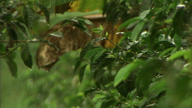 雨落在森林里的植被上。视频素材