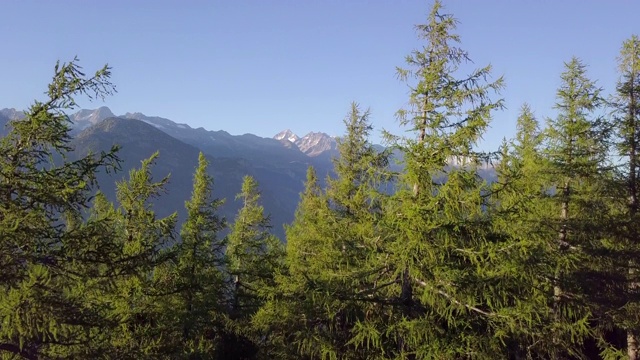 无人机拍摄的森林与冷杉树和巨大的山全景在黄金时间拍摄视频素材