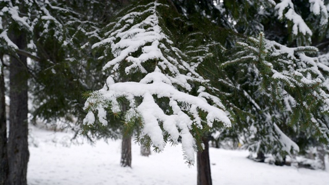 森林里的枞树被雪覆盖着视频素材