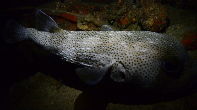 Porcupinefish。视频素材