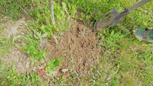 人在威灵顿胶靴里挖土，用铁锹刨地视频素材