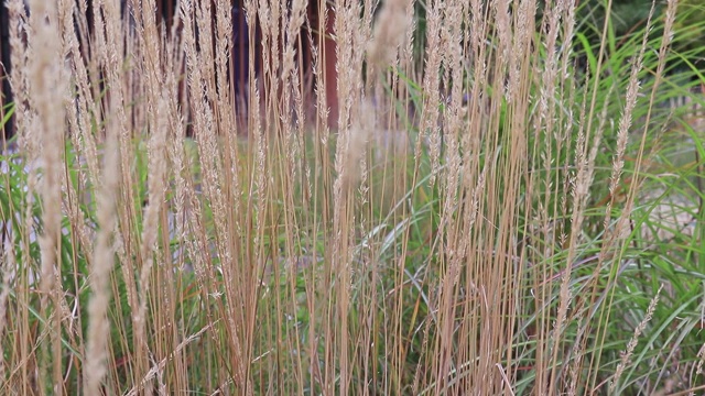 干燥高大的禾本科、芦苇草在秋风中摇摆视频素材