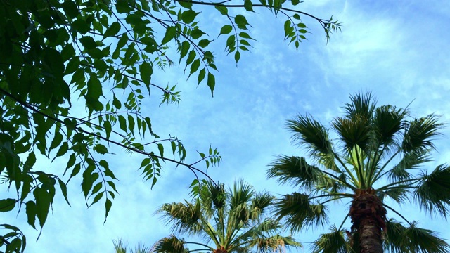 树枝上的椰子树随风摇摆，在蓝天的背景下，热带度假的概念视频素材