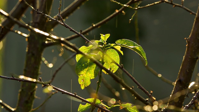 秋叶带雨视频素材