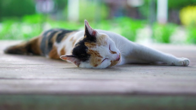 在木地板上睡觉的猫视频素材