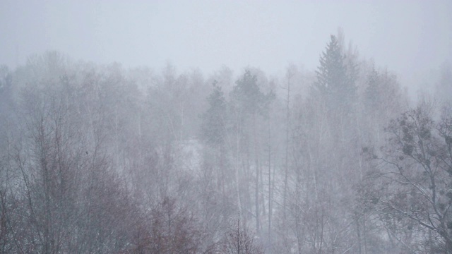 密集降雪的森林，冬天的景观，悲伤，没有人视频素材