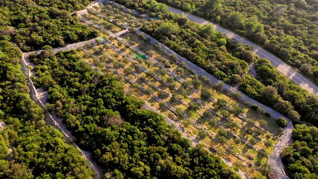 克罗地亚，橄榄树种植园附近的道路十字路口鸟瞰图。视频素材