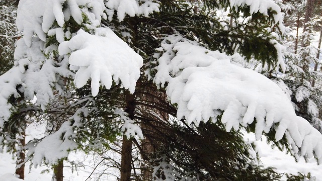 森林里的冷杉上覆盖着积雪视频素材