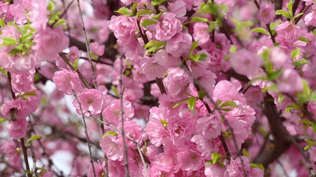 春季果实开花，野花丛生视频素材