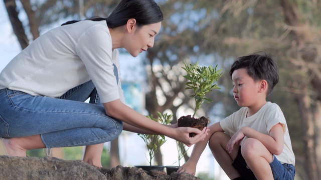 在志愿者家庭的手中植树，以环保和企业社会责任为运动理念。地球日节约环境的概念。育苗造林。志愿、教育、慈善、家庭、人、生态观念植树节视频购买