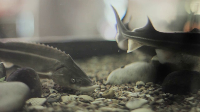 水下水族馆里的鱼。灰色漂流鳍，野生动物视频素材