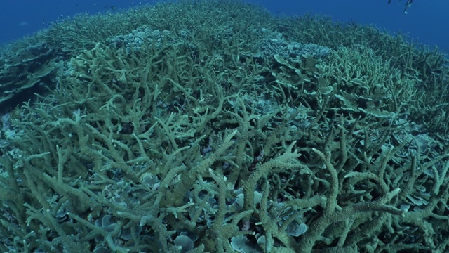 丰富的鹿角珊瑚群在深海礁，马尔代夫视频素材