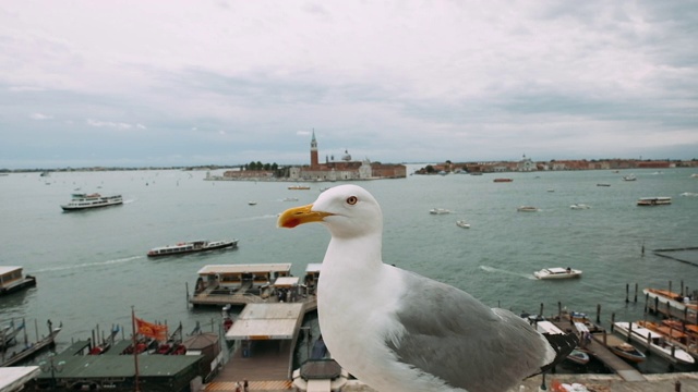 海鸥的特写镜头。在威尼斯人的背景视图。视频下载