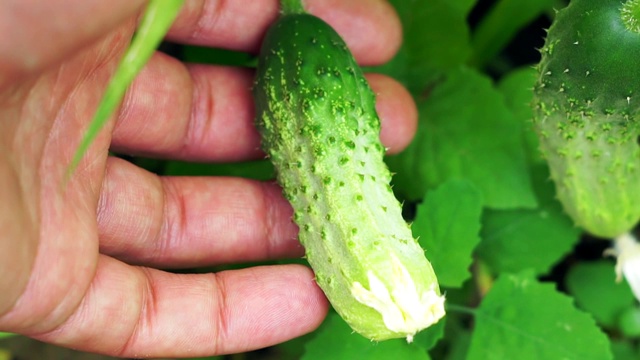 农夫手里拿着黄瓜。种植有机蔬菜，收获。视频素材