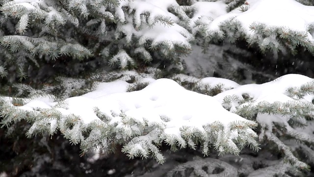 森林里飘落的雪花视频素材