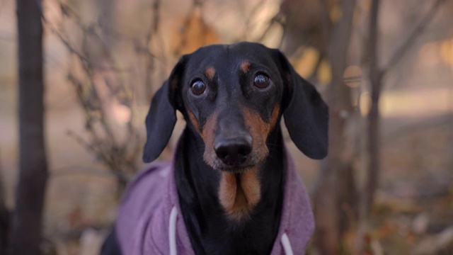 可怜的小黑褐色腊肠犬，穿着非常休闲的灰粉色连帽衫，坐在公园或森林里，被寒冷的天气吓得发抖，汪汪叫着，然后跑开了。迷路或无家可归的狗的概念。视频素材