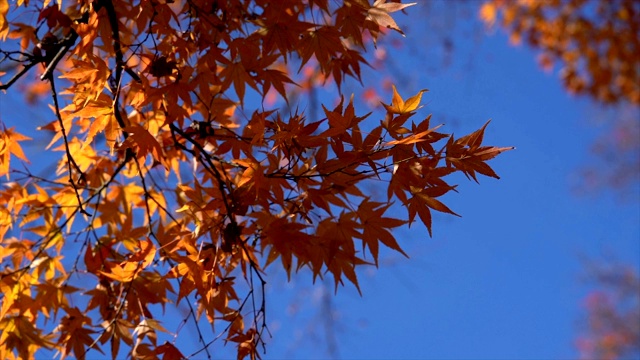 秋天的庐山枫叶视频素材