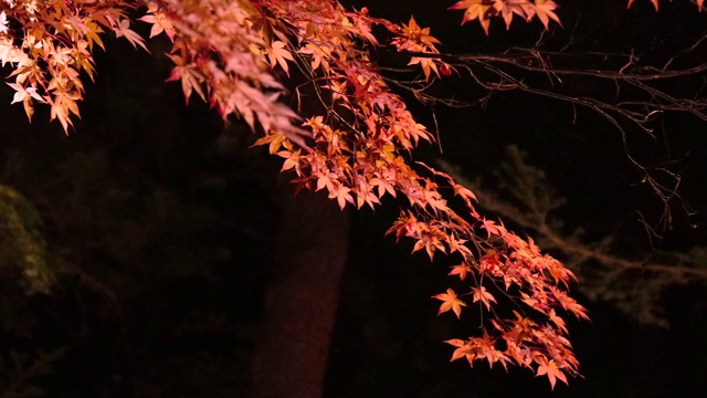 照亮了日本夜晚的秋叶视频素材