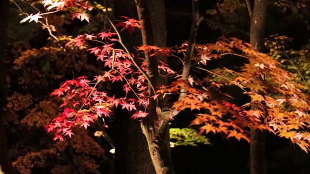 照亮了日本夜晚的秋叶视频素材