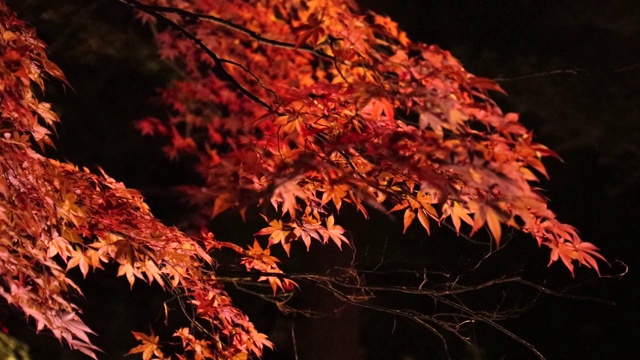 照亮了日本夜晚的秋叶视频素材