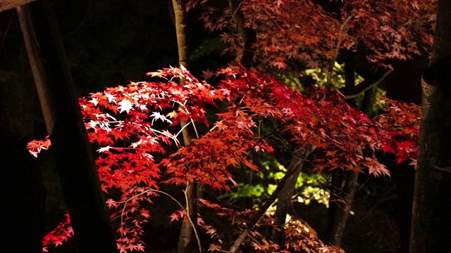 照亮了日本夜晚的秋叶视频素材