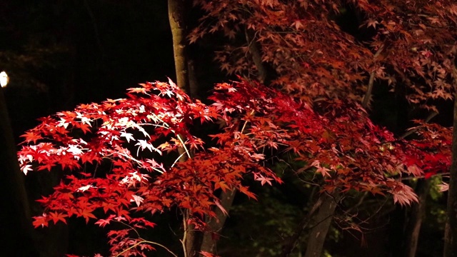 照亮了日本夜晚的秋叶视频素材