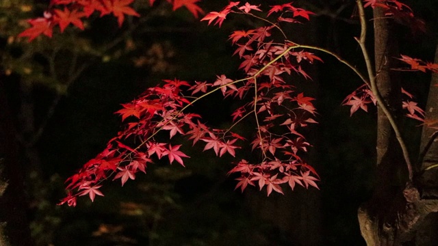 照亮了日本夜晚的秋叶视频素材