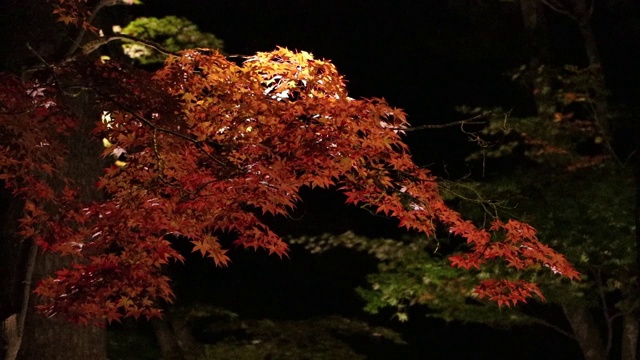 照亮了日本夜晚的秋叶视频素材