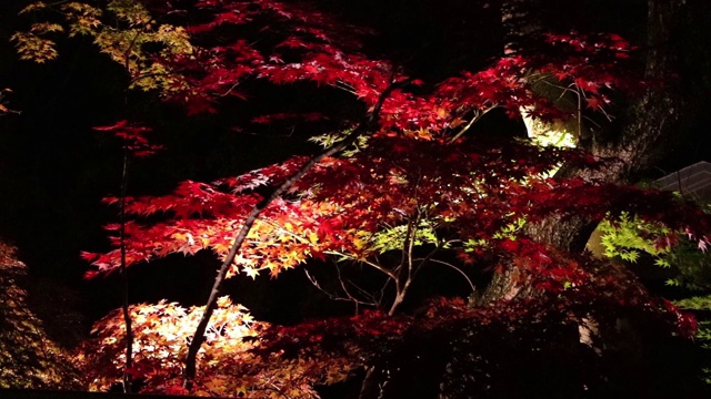 照亮了日本夜晚的秋叶视频素材