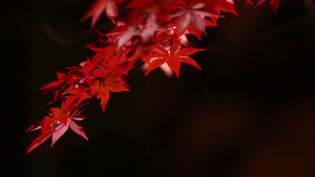 照亮了日本夜晚的秋叶视频素材