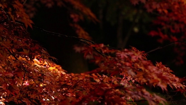 照亮了日本夜晚的秋叶视频素材