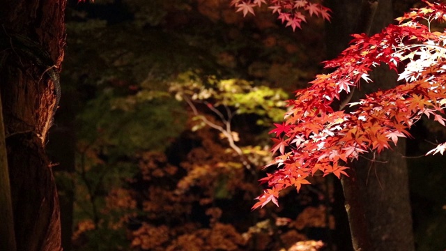 照亮了日本夜晚的秋叶视频素材