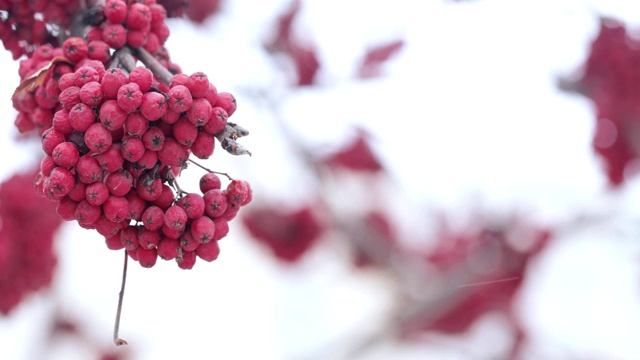 红色的山灰和雪视频素材