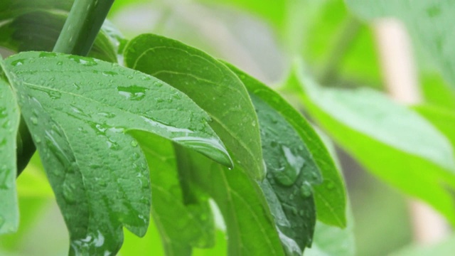 春天的枫叶带着雨滴。特写镜头视频素材