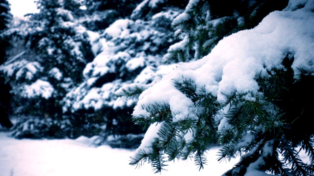 雪花落在冷杉树枝上视频素材