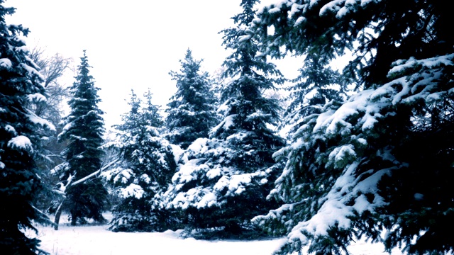 雪花落在冷杉树枝上视频素材