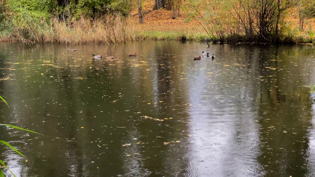 秋天的一个雨天，鸭子在湖里游泳。白桦树的黄叶在湖里视频素材