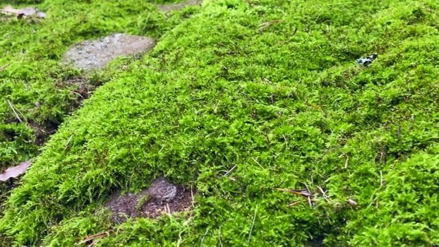 苔藓和岩石特写。森林中田园诗般的环境视频素材