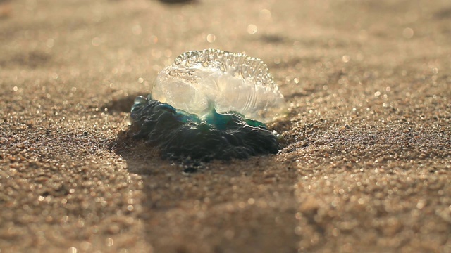 海滩上的蓝瓶水母视频素材