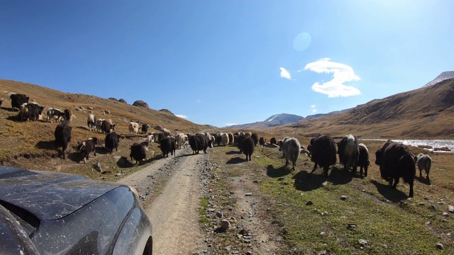 POV从4x4牦牛群过马路到金色的草地与岩石山在远处。视频素材