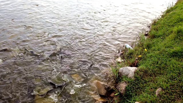 许多鱼在池塘里游到水面去吃食物视频素材