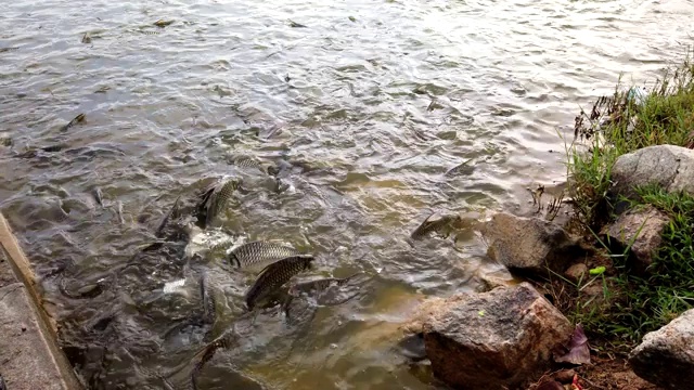 许多鱼在水面上游动以吃食物视频下载